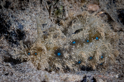 Image of Bursatella leachii