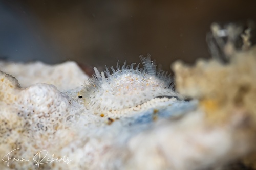 Image of Idaliadoris maugeansis