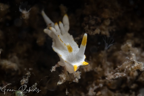 Image of Goniodoridella geminae