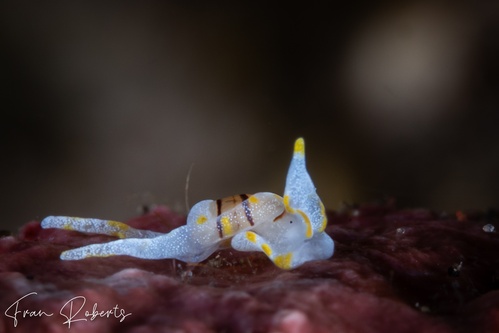 Image of Noalda sp. 1