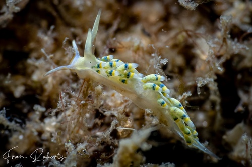 Image of Tenellia sp. 4