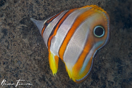 Image of Chelmon rostratus