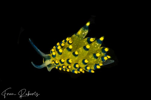 Image of Stiliger ornatus