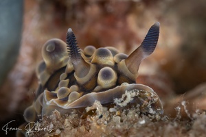 Image of Dendrodoris denisoni