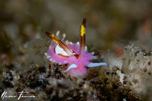 Image of Naisdoris liklik