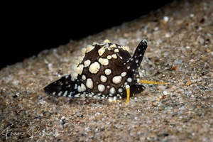 Image of Cypraea sp. 7