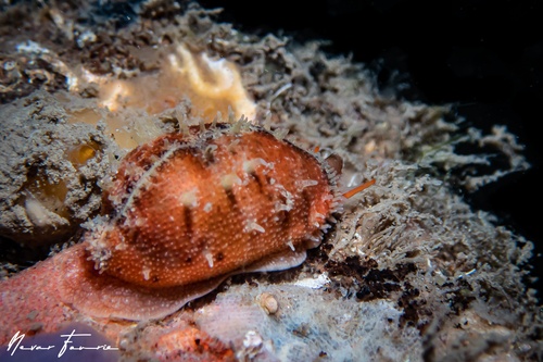 Image of Cypraea sp. 6