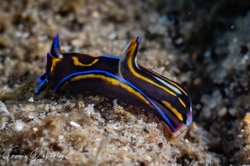 Image of Philinopsis speciosa