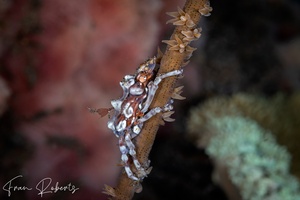 Image of Xenocarcinus tuberculatus