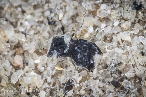 Image of Niparaya sp. 12