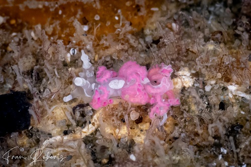 Image of Favorinus japonicus