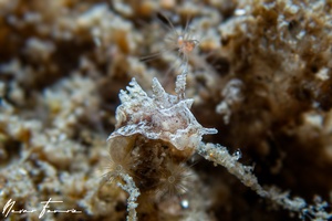 Image of Goniodoris sp. 2