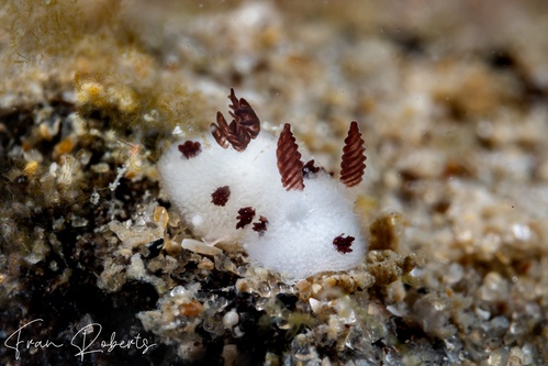 Image of Jorunna sp. 1