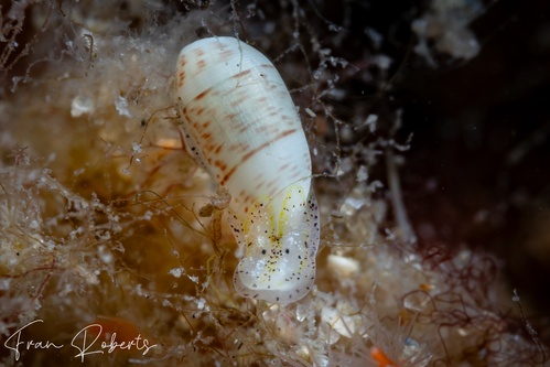 Image of Mnestia sp. 1