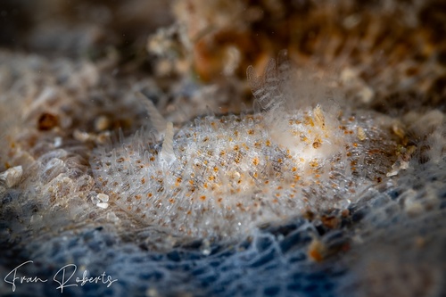 Image of Idaliadoris maugeansis