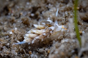 Image of Tenellia puellula
