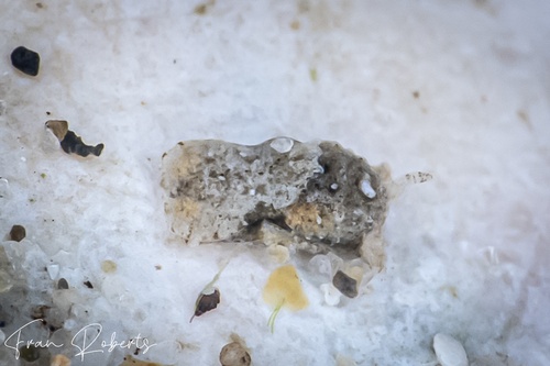 Image of Niparaya sp. 15