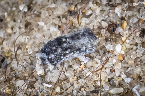 Image of Niparaya sp. 12