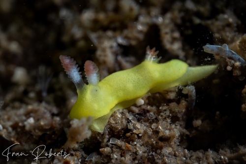 Image of Verconia laboutei