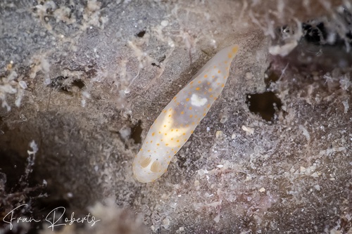 Image of Gymnodoris sp. 22
