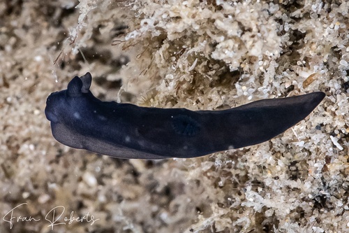 Image of Gymnodoris nigricolor