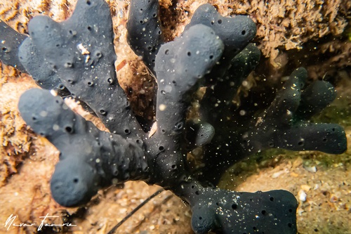 Image of Sponges Various