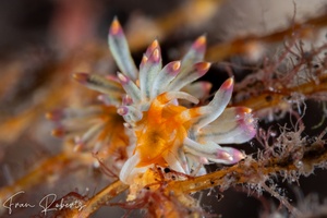 Image of Trinchesia sp. 5