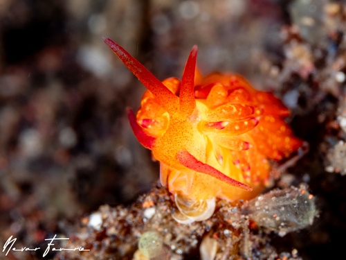 Image of Trinchesia sp. 4