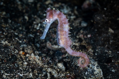 Image of Hippocampus histrix