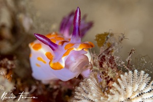 Image of Ceratosoma amoenum
