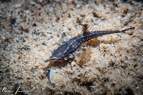 Image of Pegasus volitans