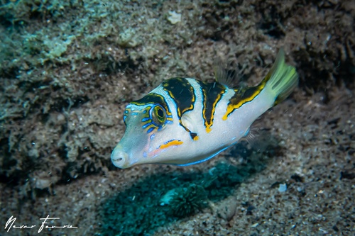 Image of Canthigaster Coronata