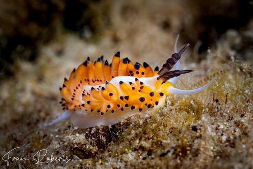 Image of Favorinus tsuruganus