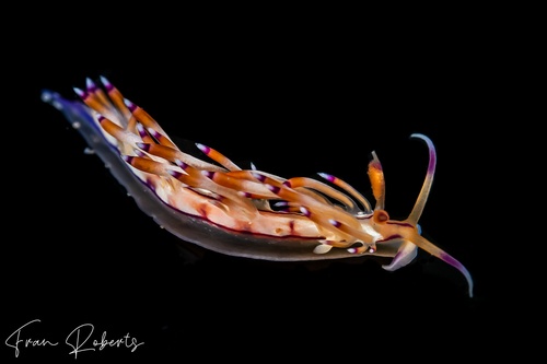 Image of Flabellina sp. 1
