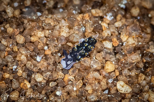 Image of Costasiella sp. 1