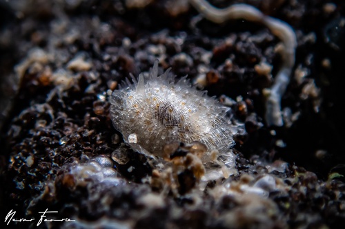 Image of Idaliadoris maugeansis