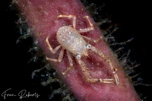 Image of Galathea squamifera