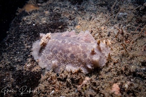 Image of Atagema sp. 2