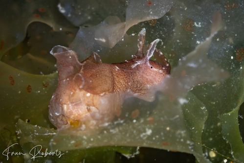 Image of Aplysia sydneyensis