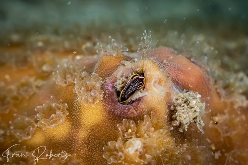 Image of Hard Corals Various