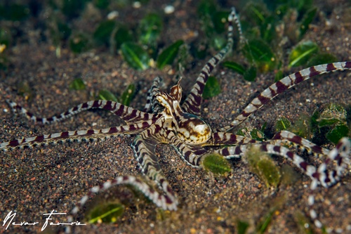Image of Thaumoctopus mimicus