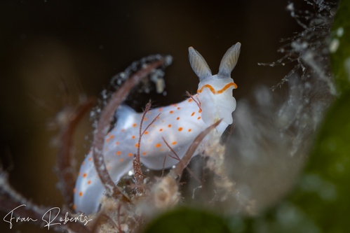 Image of Gymnodoris sp. 2