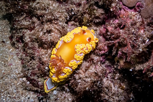 Image of Ardeadoris rubroannulata