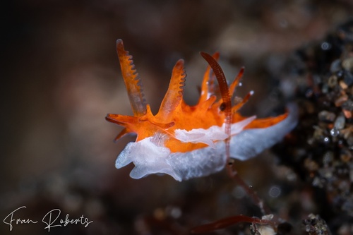 Image of Okenia sp. 1