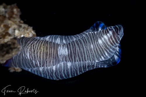 Image of Philinopsis lineolata