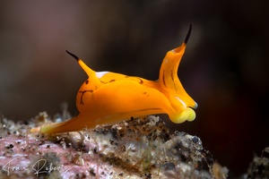 Image of Siphopteron tigrinum