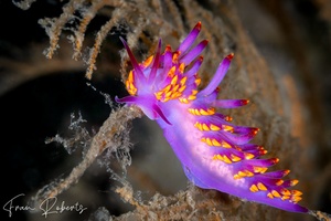 Image of Trinchesia sibogae var B