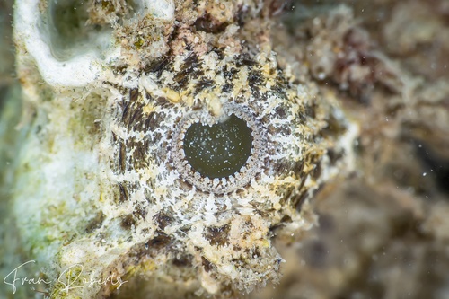 Image of Synanceia horrida
