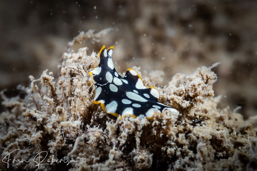 Image of Pseudoceros scintillatus