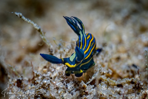 Image of Tambja victoriae